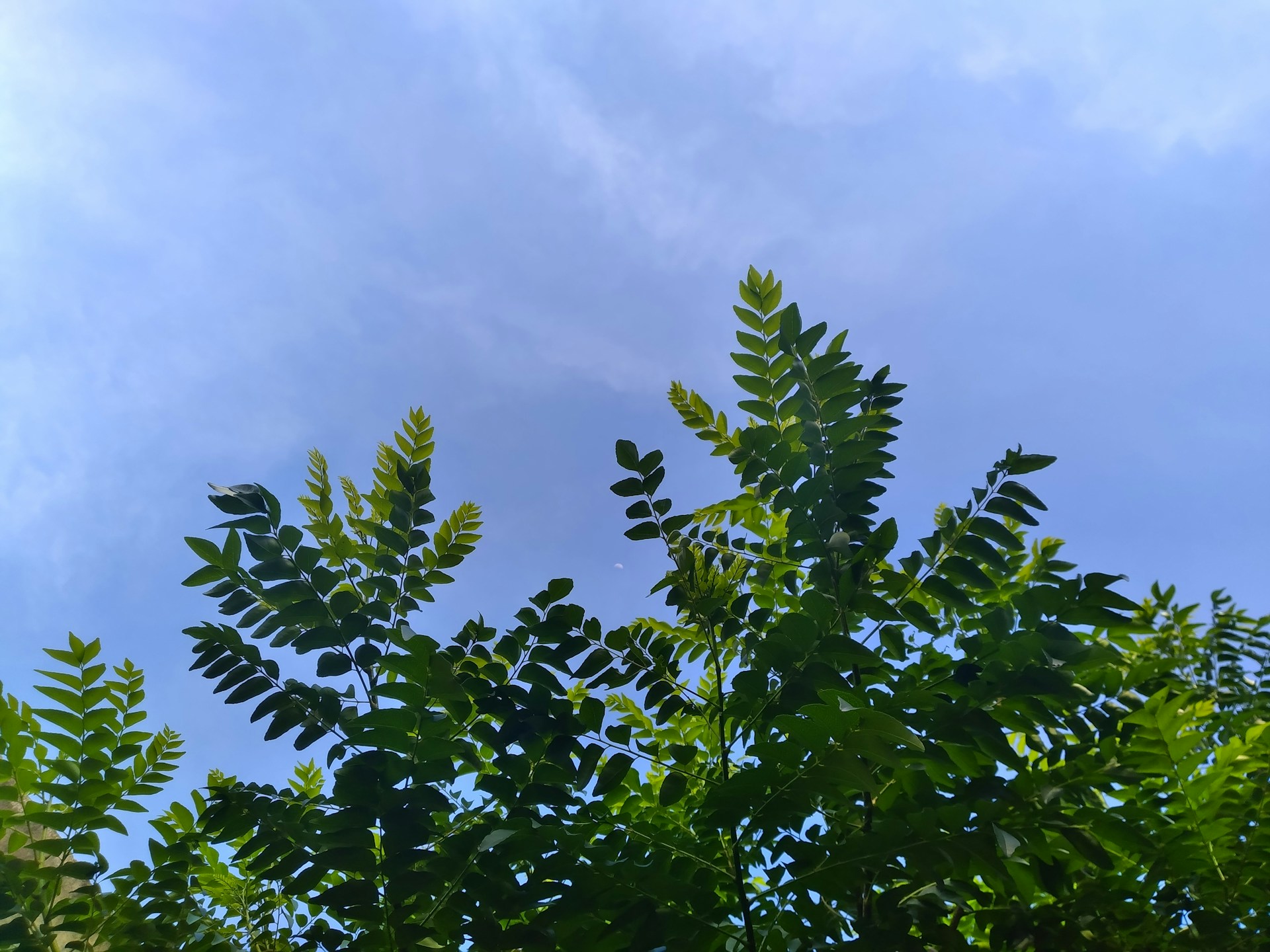 A picture of foliage contrasting against a blue sky.
